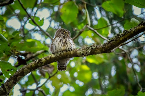 Close-Up Shot of a Eurasian Pygmy Owl