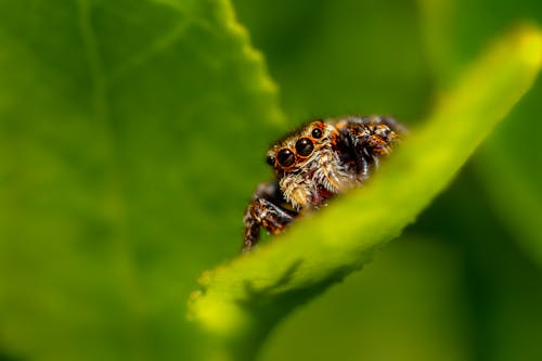 Kostnadsfri bild av arachinid, blad, djur