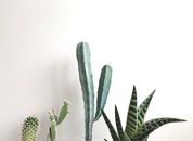 Green Cactus Plant in White Background