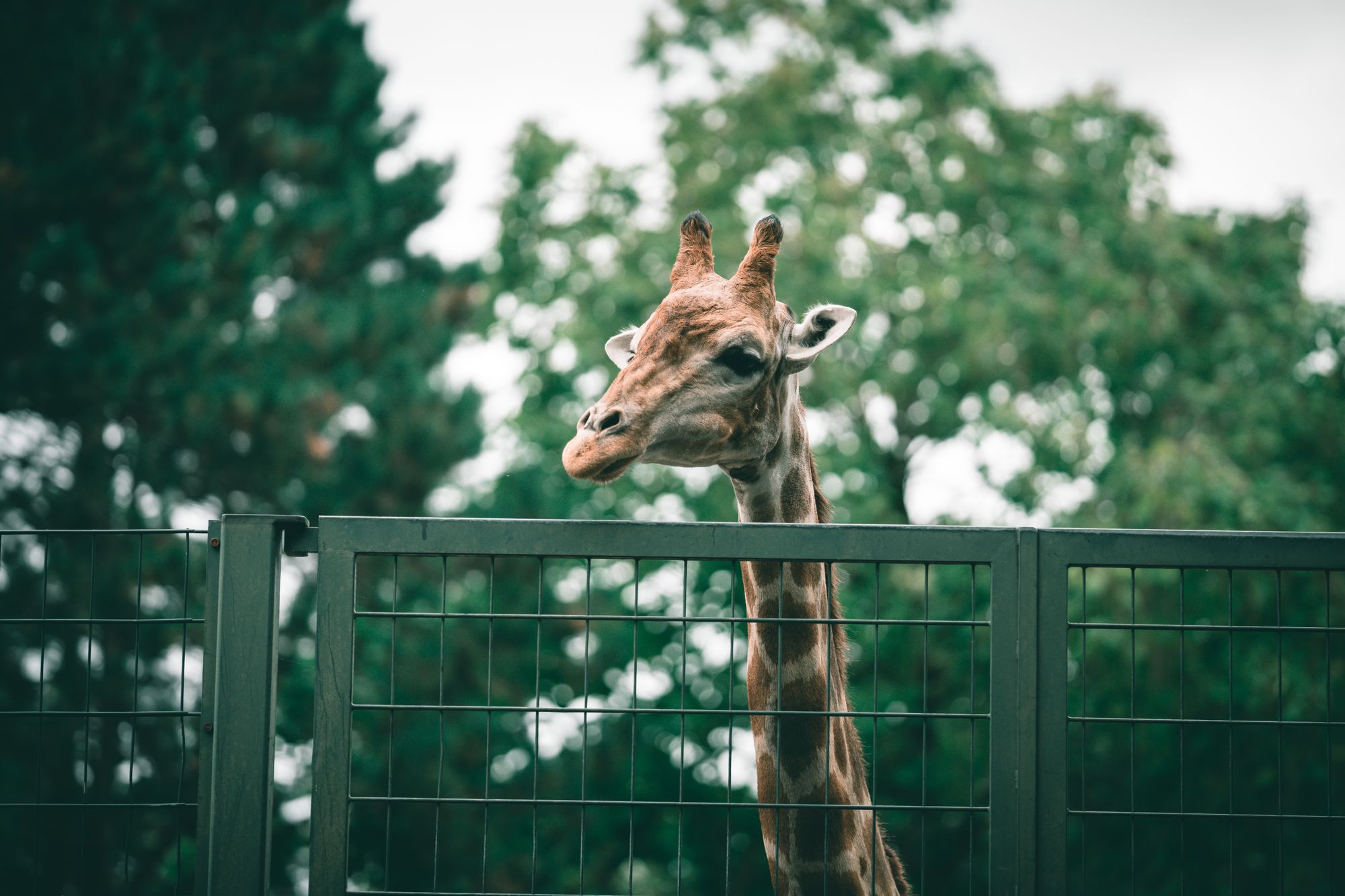 Jirafa de pie junto a la malla perimetral de su albergue en un zoológico