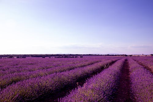 增長, 植物群, 紫丁香 的 免费素材图片