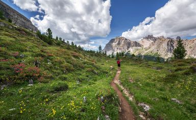 A path winding through the high meadows