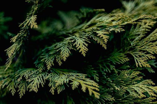 Close-Up Shot of Cypress Leaves