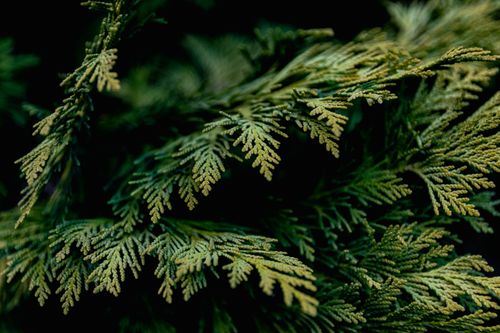 Free Detailed view of vibrant evergreen cypress leaves, showcasing nature's intricate patterns. Stock Photo