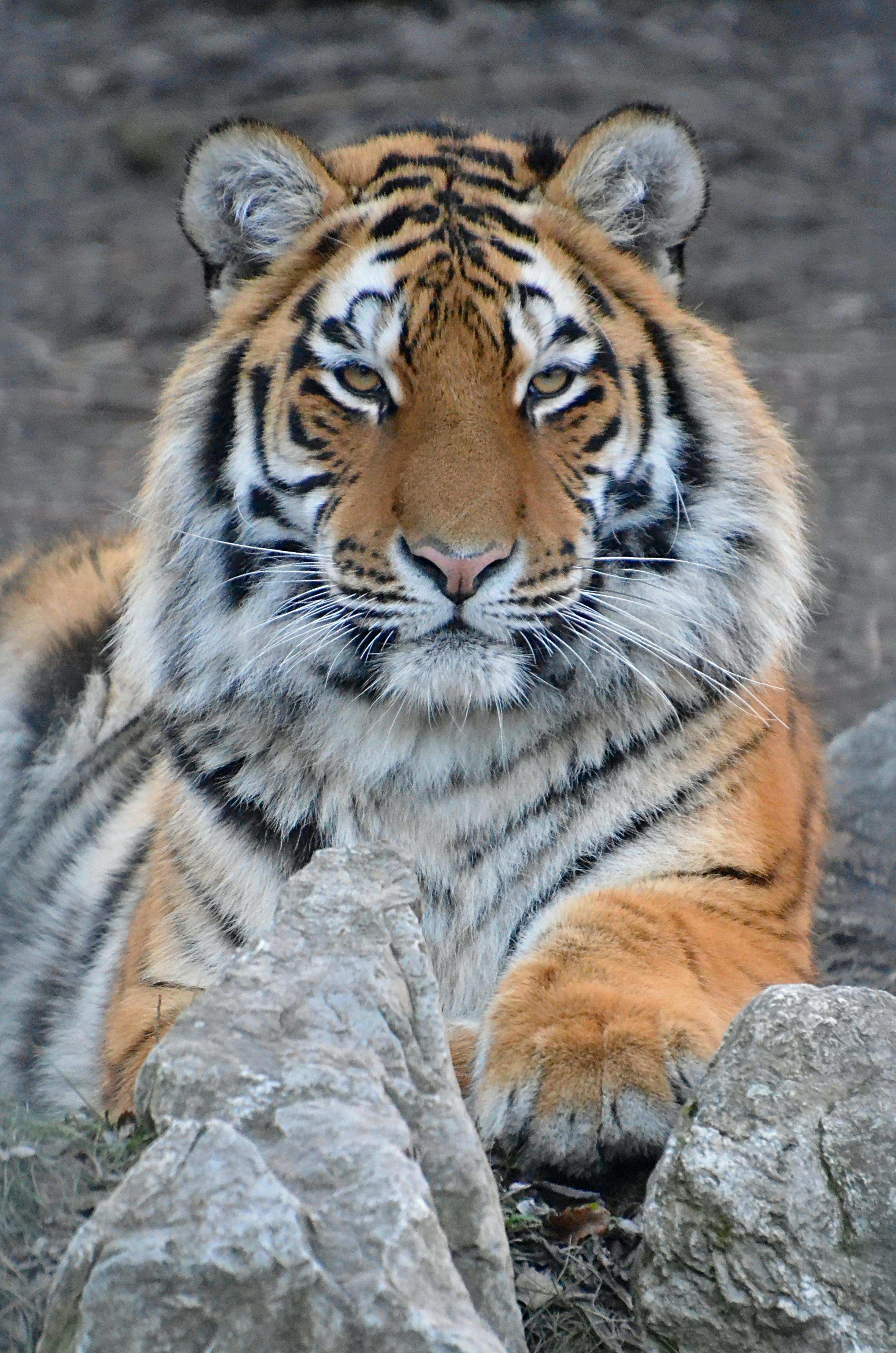 Close-up of a tiger (Panthera tigris) in the wild, exuding strength and grace.