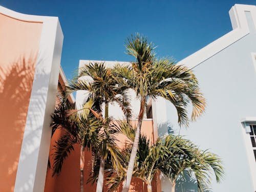 Palm Trees in front of a Building Under Blue Sky 