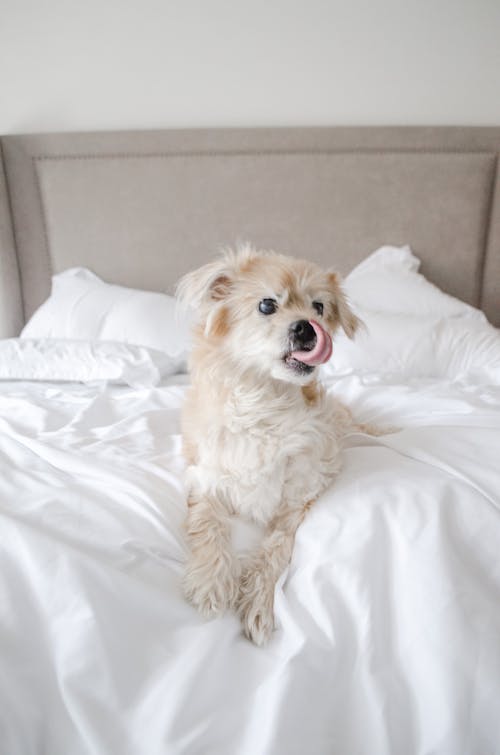 White Dog Lying on Bed 