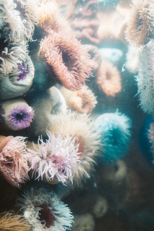 Free Captured underwater view of colorful coral reefs teeming with marine life. Stock Photo