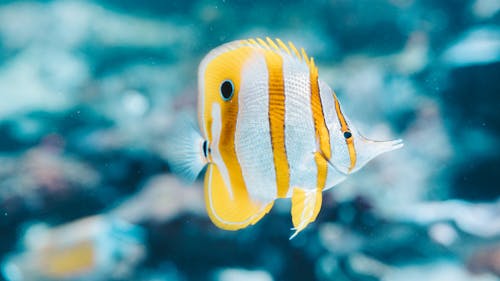 balık, copperband butterflyfish, deniz hayatı içeren Ücretsiz stok fotoğraf