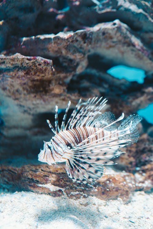 Foto profissional grátis de animal aquático, embaixo da água, fechar-se