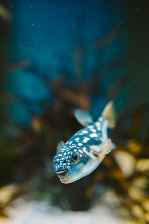 Fotos de stock gratuitas de acuario, azul, bajo el agua