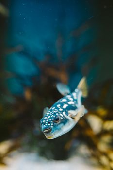 水族馆里，河豚优雅地游弋，水下氛围柔和
