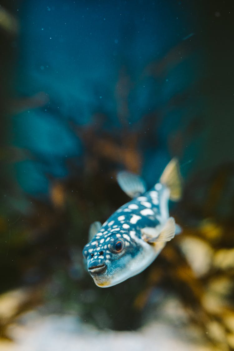 Close-up Of A Blue Fugu Fish 