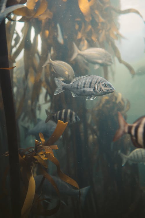Бесплатное стоковое фото с Аквариум, вертикальный выстрел, водные животные