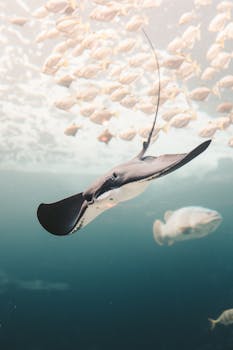 一张令人惊叹的照片捕捉到了深海中一条黄貂鱼与鱼群同游的画面