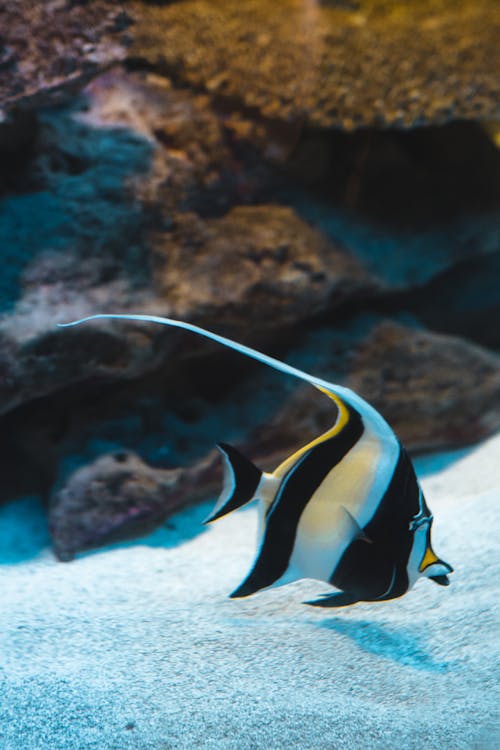 Free Close-Up Photo of Black and White Fish Stock Photo