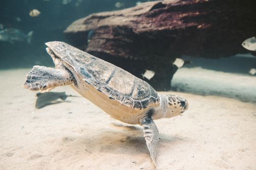 Free A vibrant underwater scene featuring a sea turtle swimming gracefully above the sandy seafloor. Stock Photo
