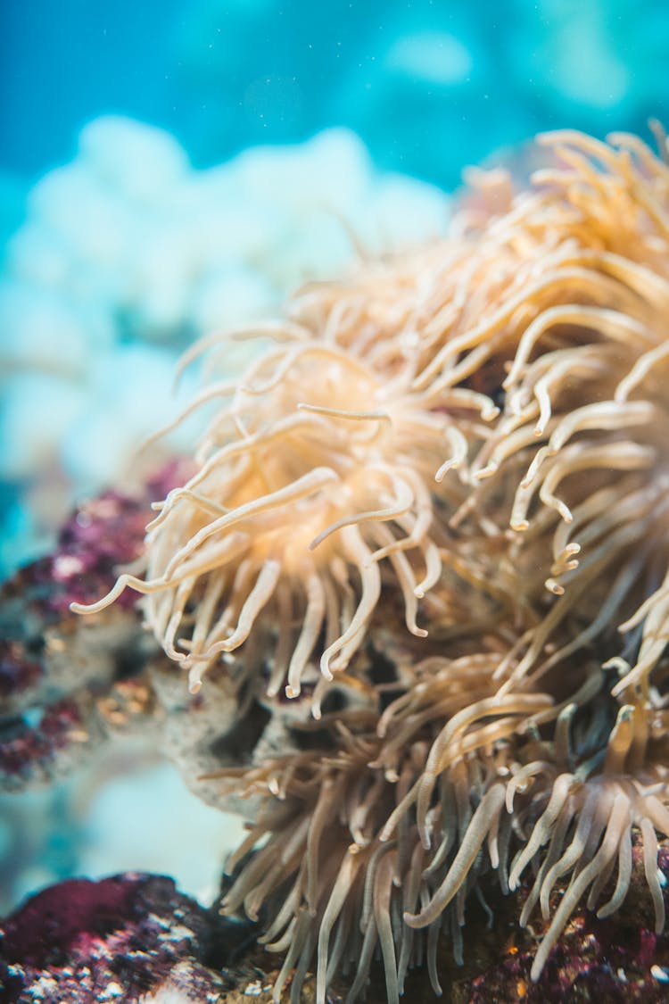 Brown Anemone In Close Up Shot