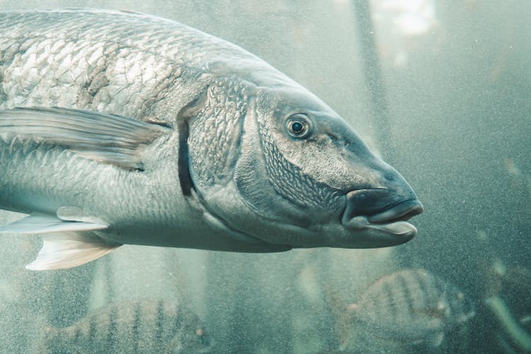 Close-Up Shot Of A Fish 