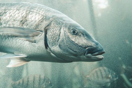 Free A detailed close-up of a large fish swimming underwater, showcasing its scales and fins. Stock Photo