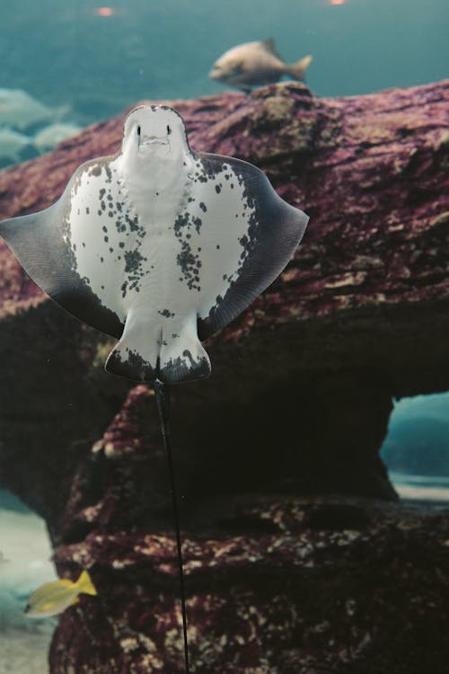 Immagine gratuita di fotografia di animali, fotografia subacquea, manta ray