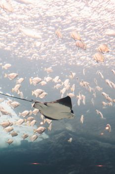 A stunning stingray swims gracefully among a school of fish underwater, offering a serene view of marine life.