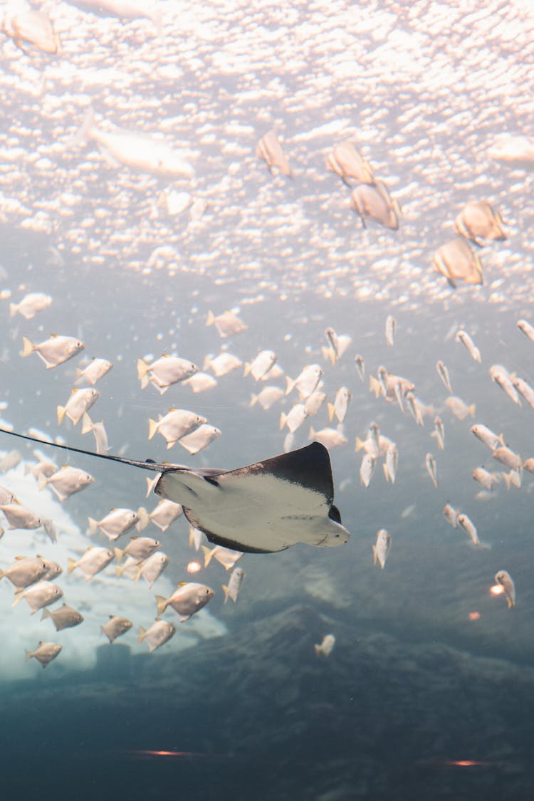 Low Angle Photo Of A Stingray