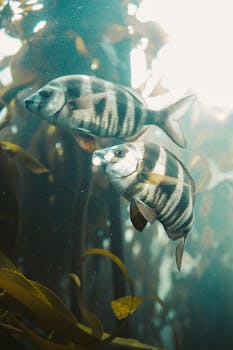 在宁静的水族馆里，条纹鱼垂直游弋于海带叶间