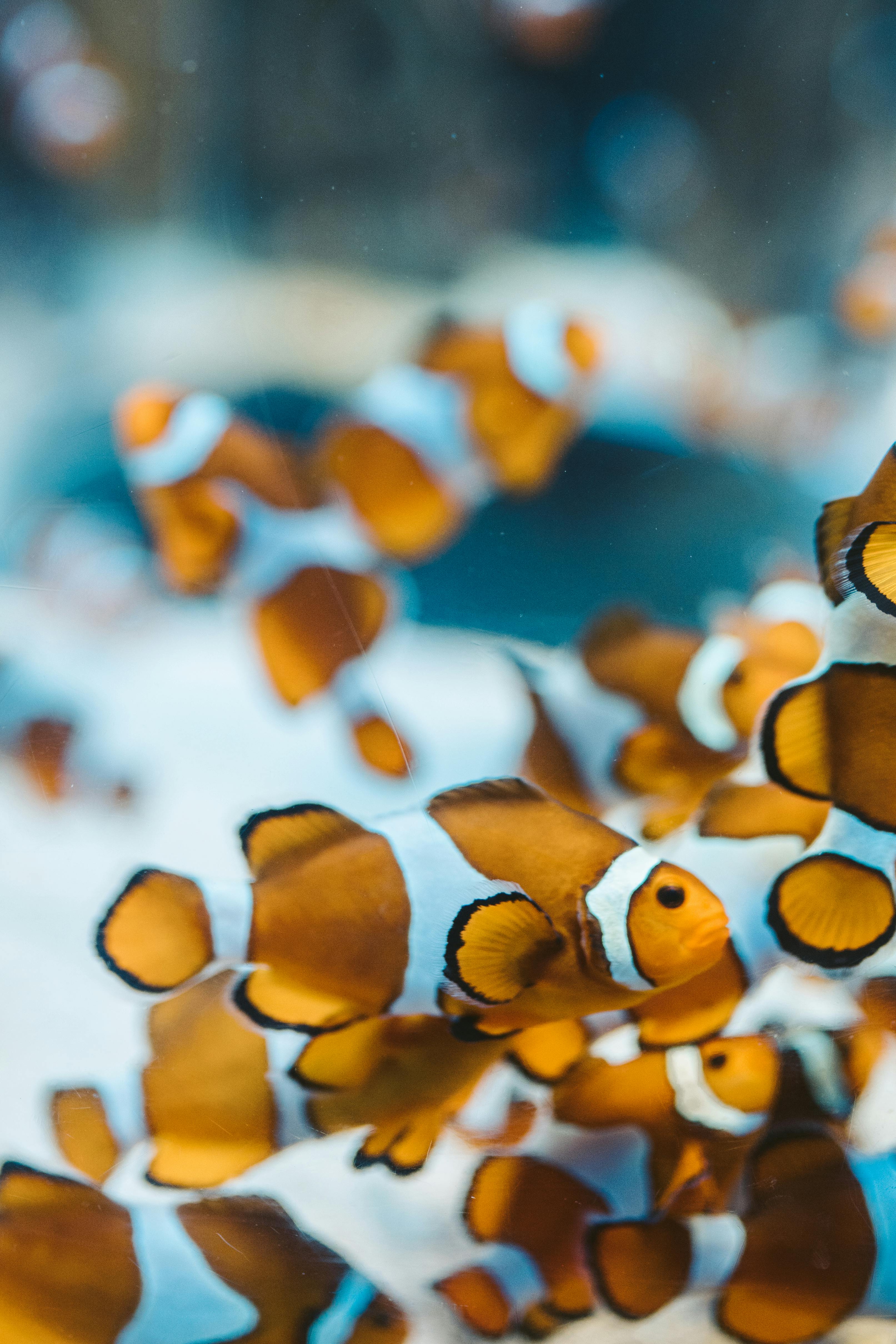 Premium Photo | Amphiprion ocellaris clownfish in marine aquarium clownfish  swim around their host anemone with blue water behind photo of a tropical  fish on a coral reef