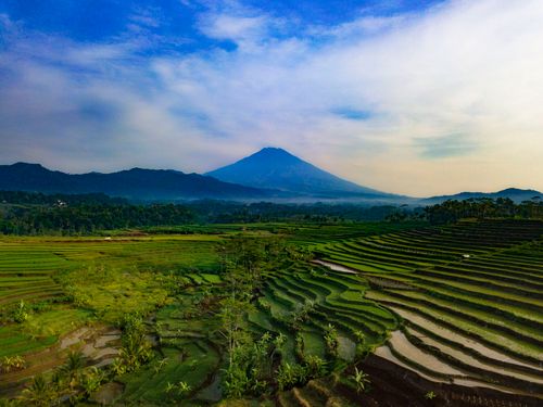 Free Stunning aerial view of vibrant rice terraces with a majestic mountain backdrop in Central Java. Stock Photo