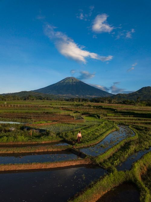 Free Aerial view of rice fields in Central Java with Sumbing Mountain under a clear blue sky. Stock Photo