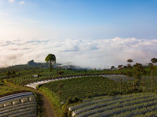 Plantation in Clouds in Indonesia