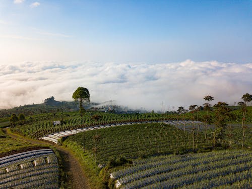 Immagine gratuita di azienda agricola, campi, fotografia aerea