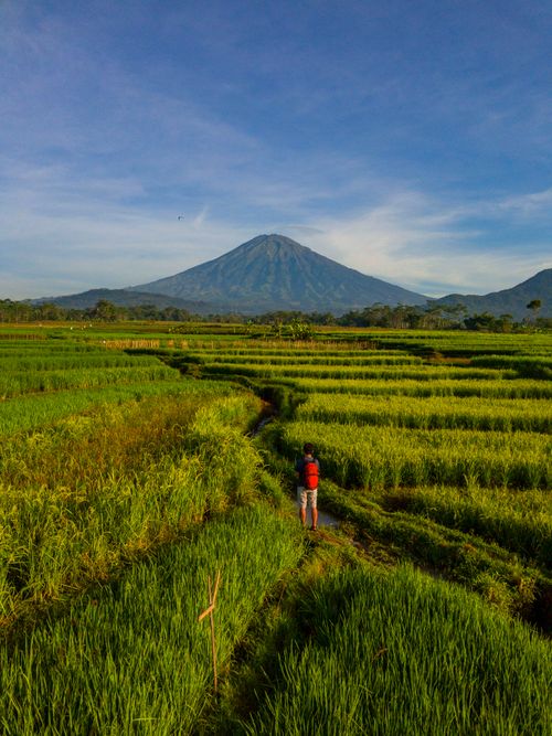 Free A person in a red backpack walks through vibrant rice fields with a mountain backdrop in Central Java. Stock Photo