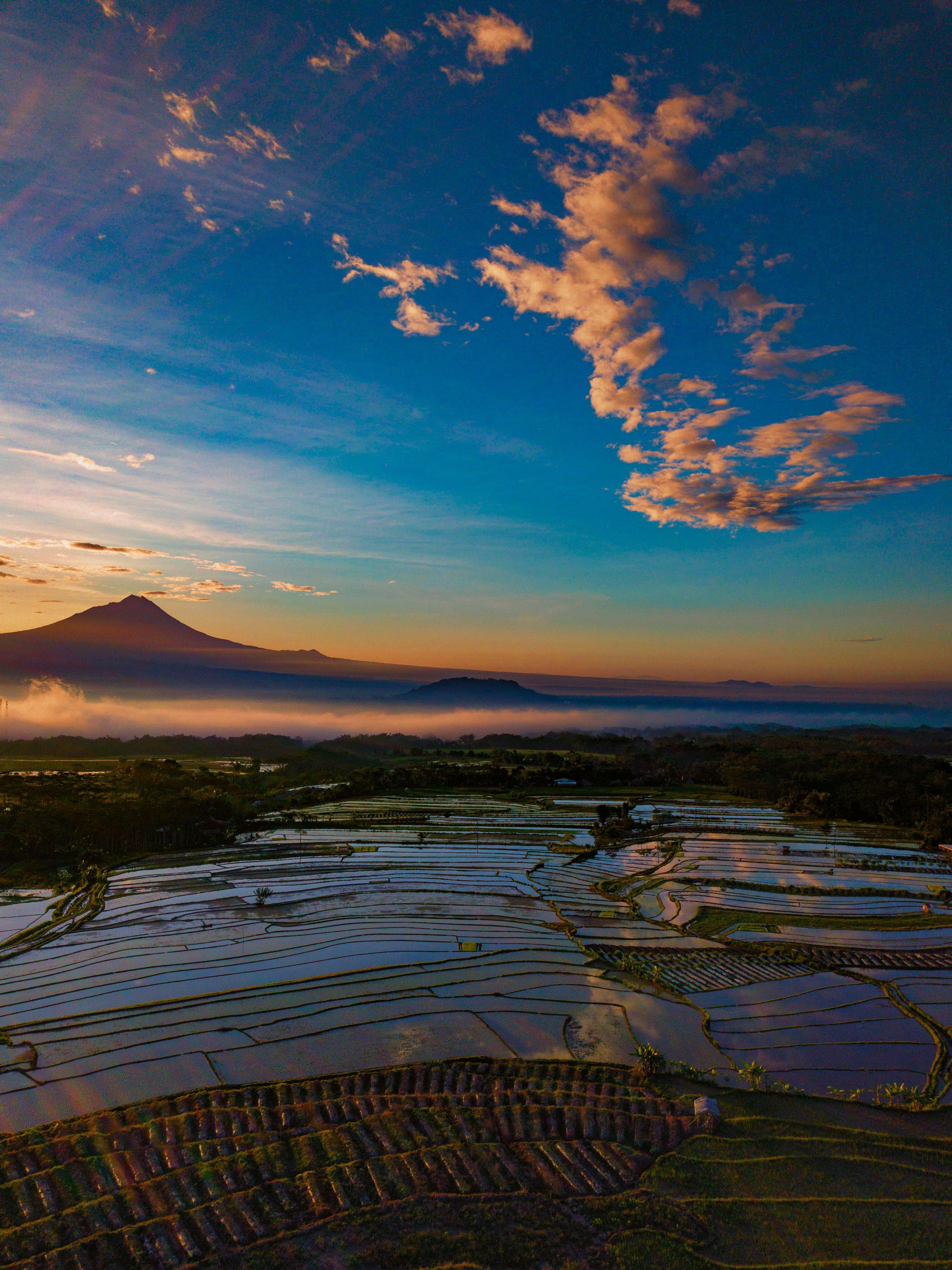 Aerial View of a Rice Field Under Blue Sky · Free Stock Photo
