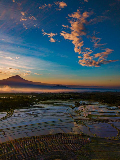 Aerial View of a Rice Field Under Blue Sky