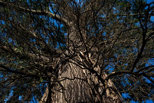 Free stock photo of ivy on tree, out of control, tree ivy