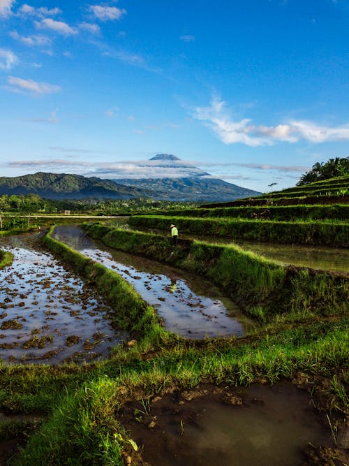 Green Rice Field with Water Under Blue Sky