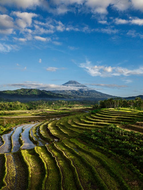 Green Rice Terraces Under Blue Sky