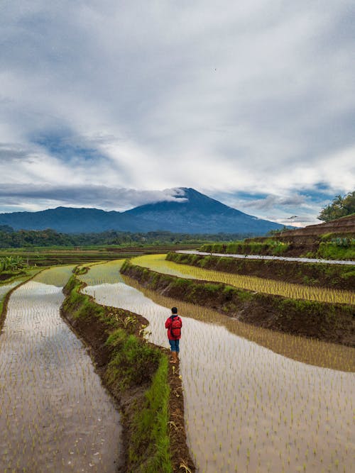 A Person in Red Jacket Standing on Rice Field