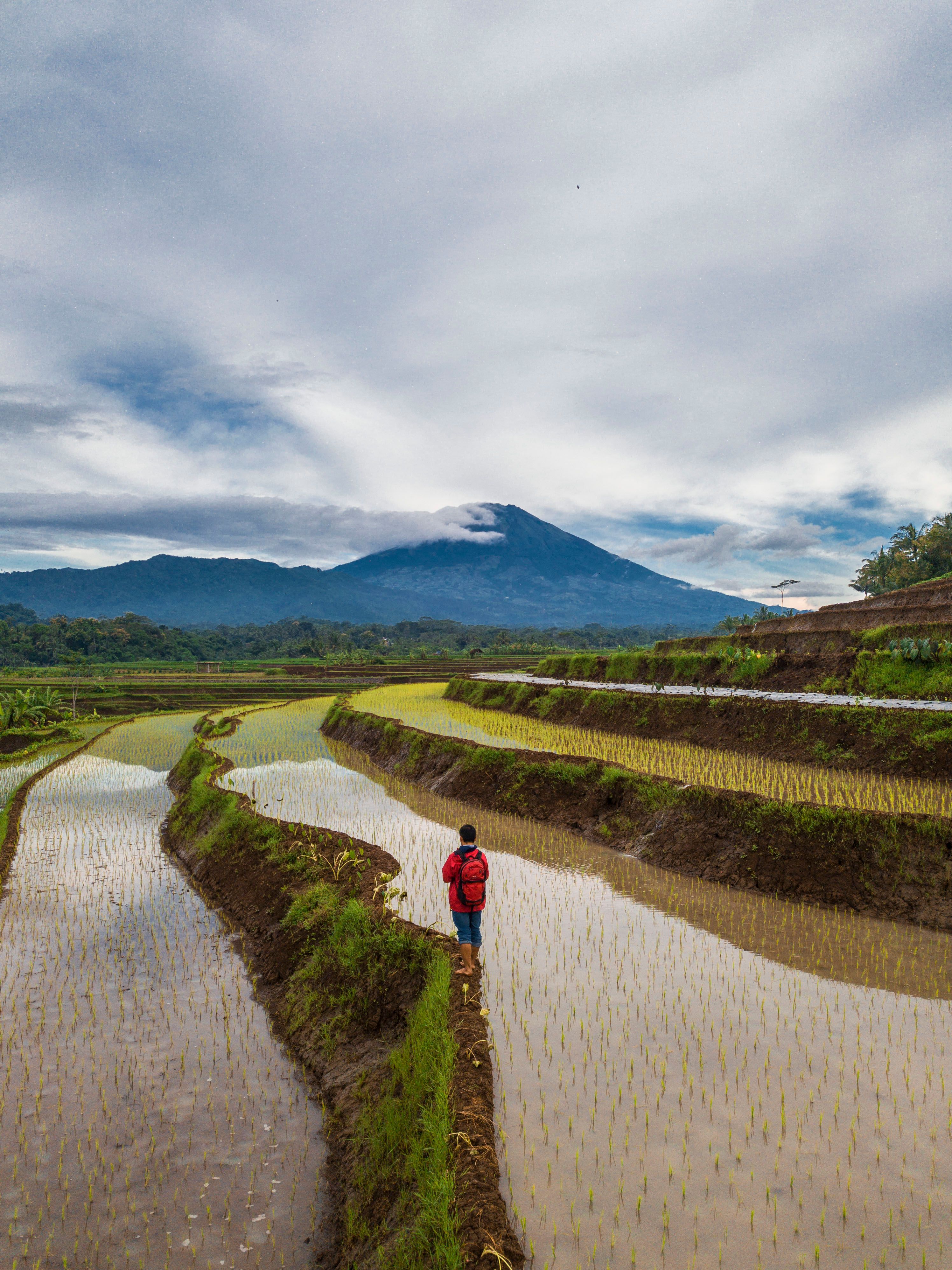 A Person in Red Jacket Standing on Rice Field · Free Stock Photo