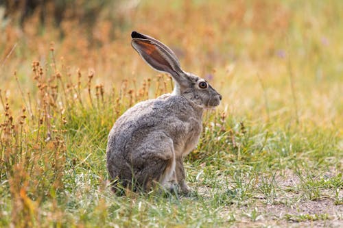 Free Gray Rabbit on Green Grass Stock Photo
