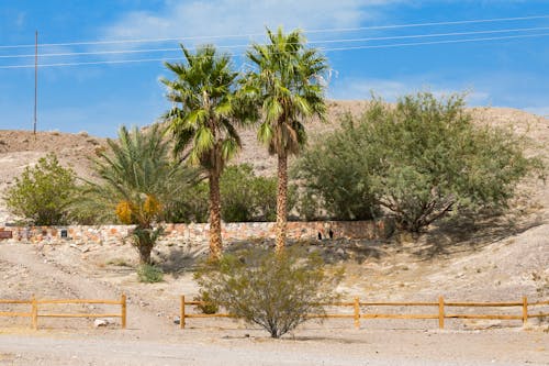 Palm Trees and Bushes