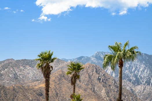 A sunny view of palm trees with the San Jacinto Mountains in the background, Palm Springs, CA.