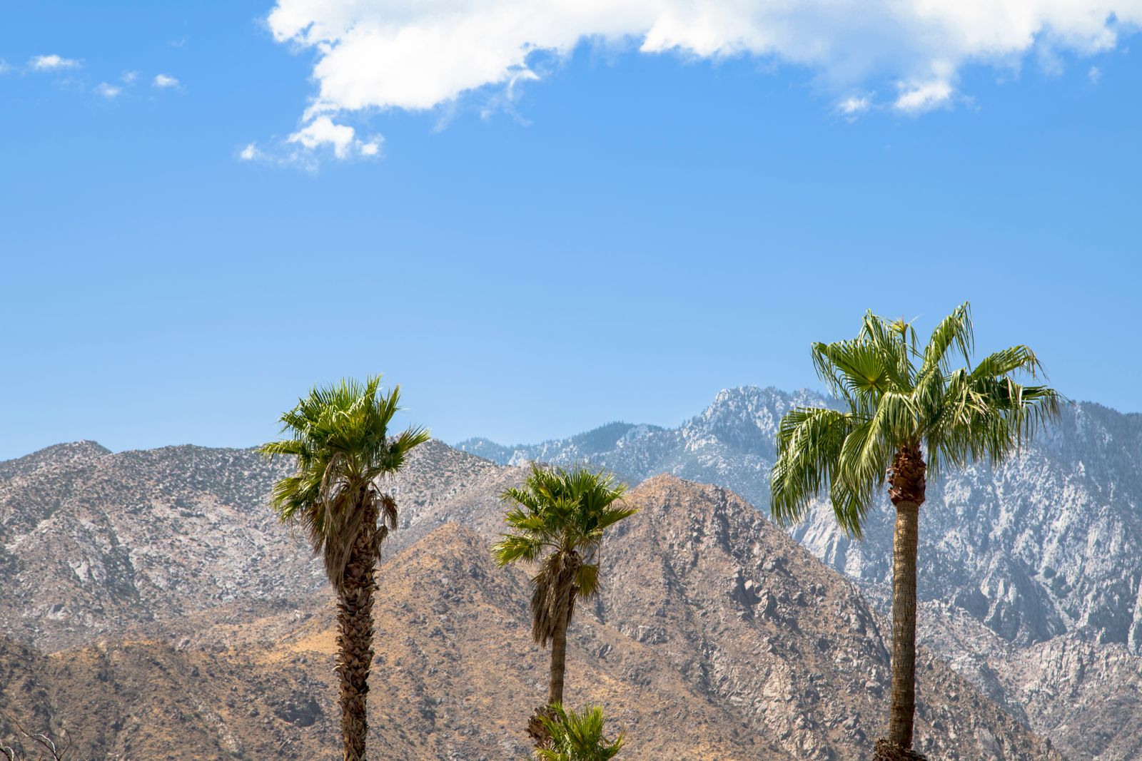 Palm trees against the San Jacinto Mountains in Palm Springs, California