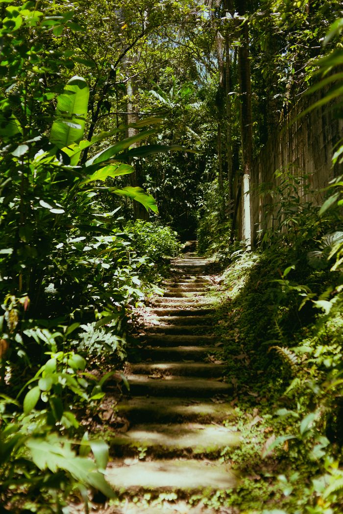 Stone step walkway between lush garden plants