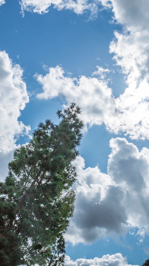 Free stock photo of blue sky, clouds, open sky Stock Photo