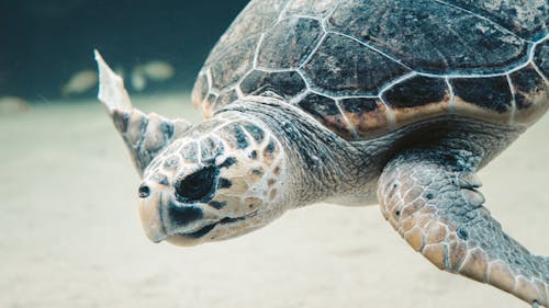 Free Underwater Photography of Brown and Black Sea Turtle  Stock Photo