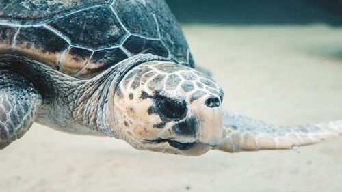 Free Detailed close-up of a sea turtle swimming underwater in a tropical setting. Stock Photo