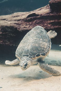 一只雄伟的海龟优雅地在水下的圆木附近滑行
